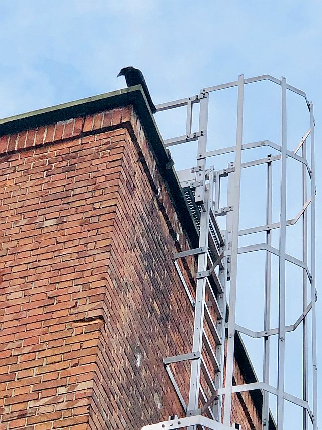 Chauff_corb Le corbeau surveille le bon déroulement du PSE